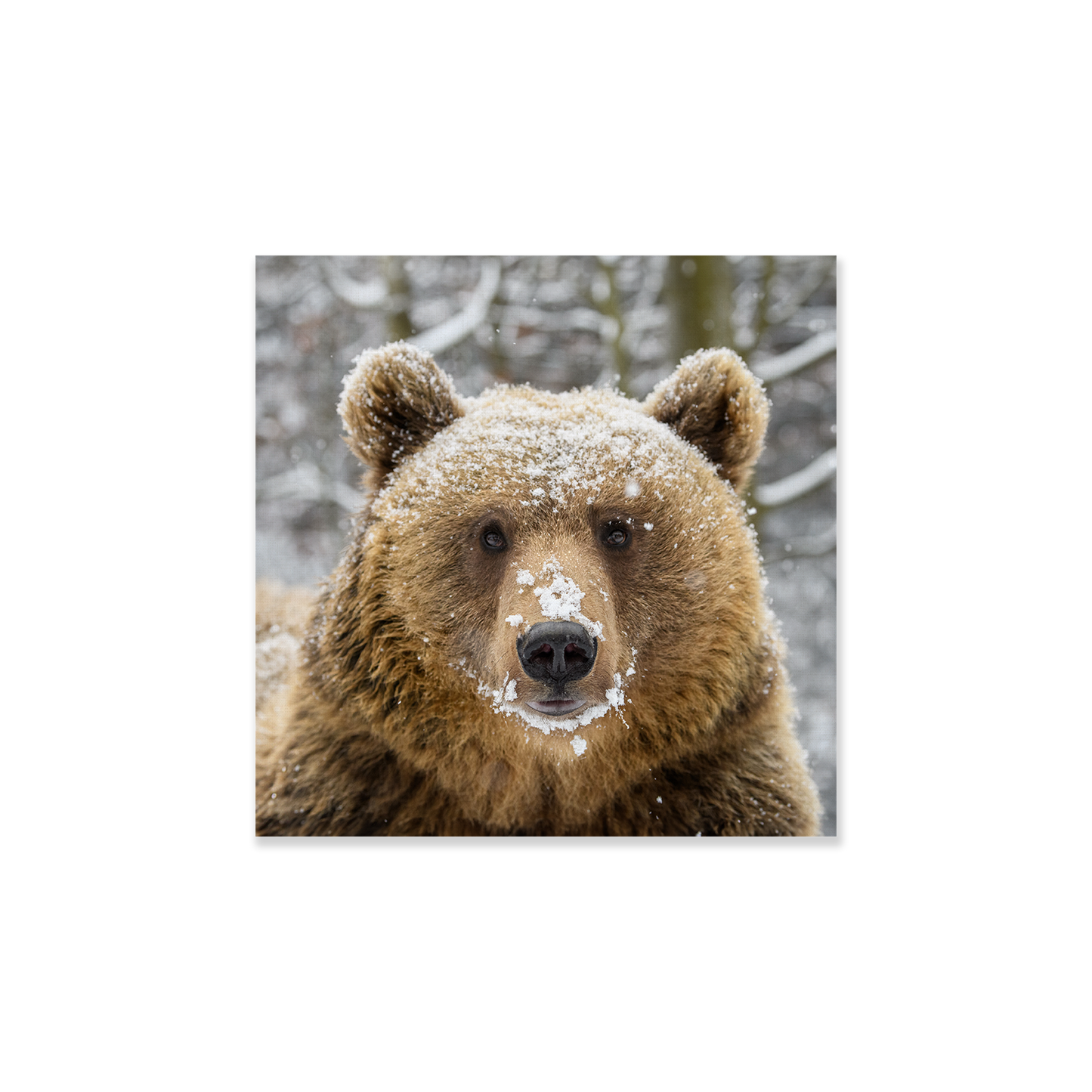 Tableau Ours