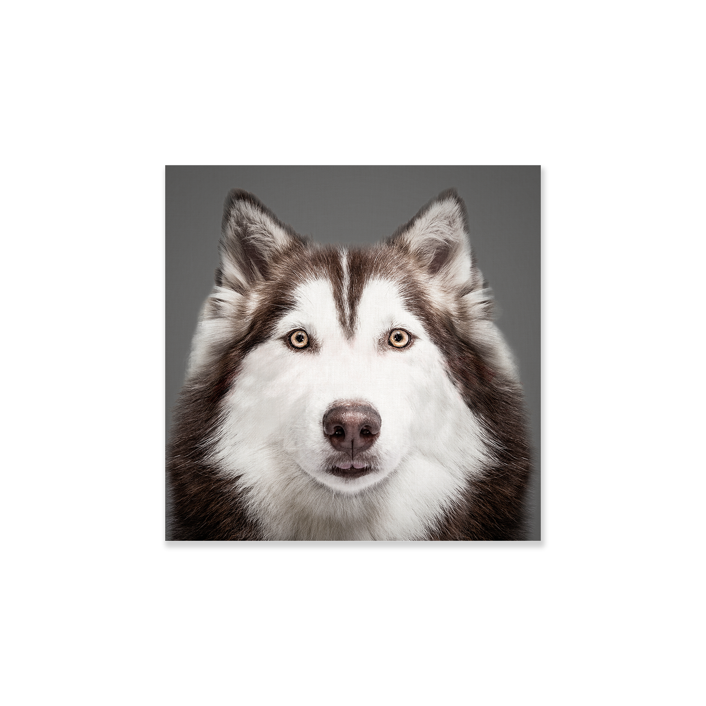 Tableau chien Husky
