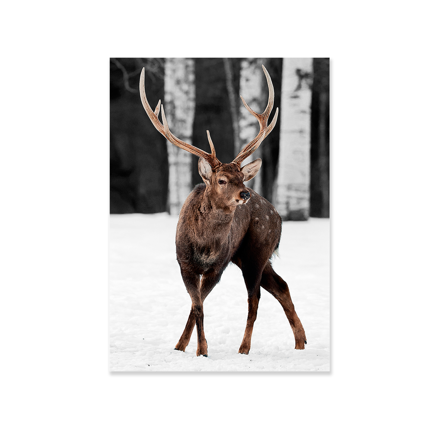 Tableau animal cerf forêt