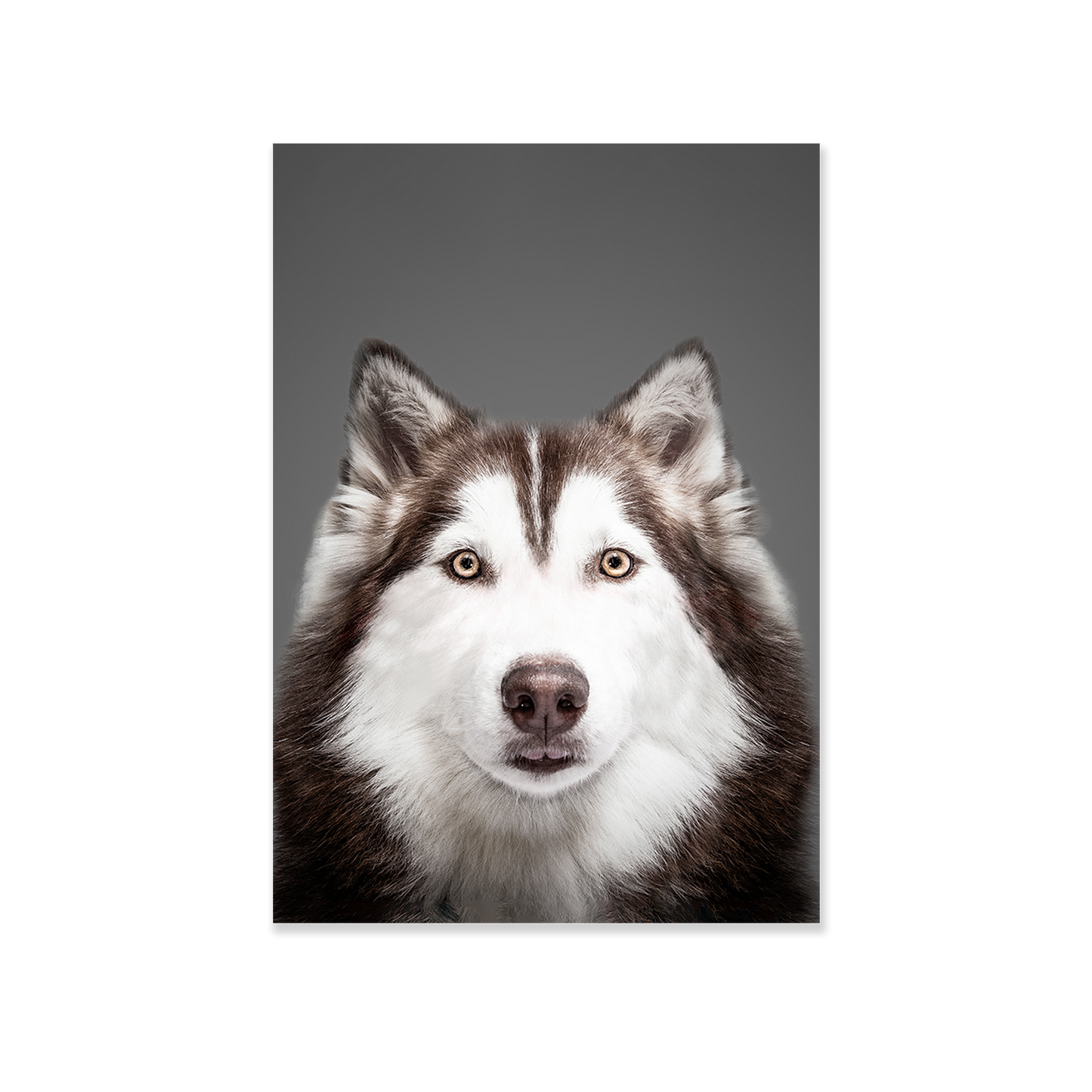 Tableau chien Husky