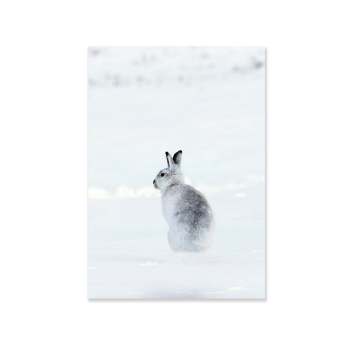 Tableau animal lapin
