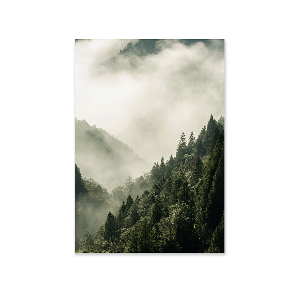 Tableau Fôret de sapins