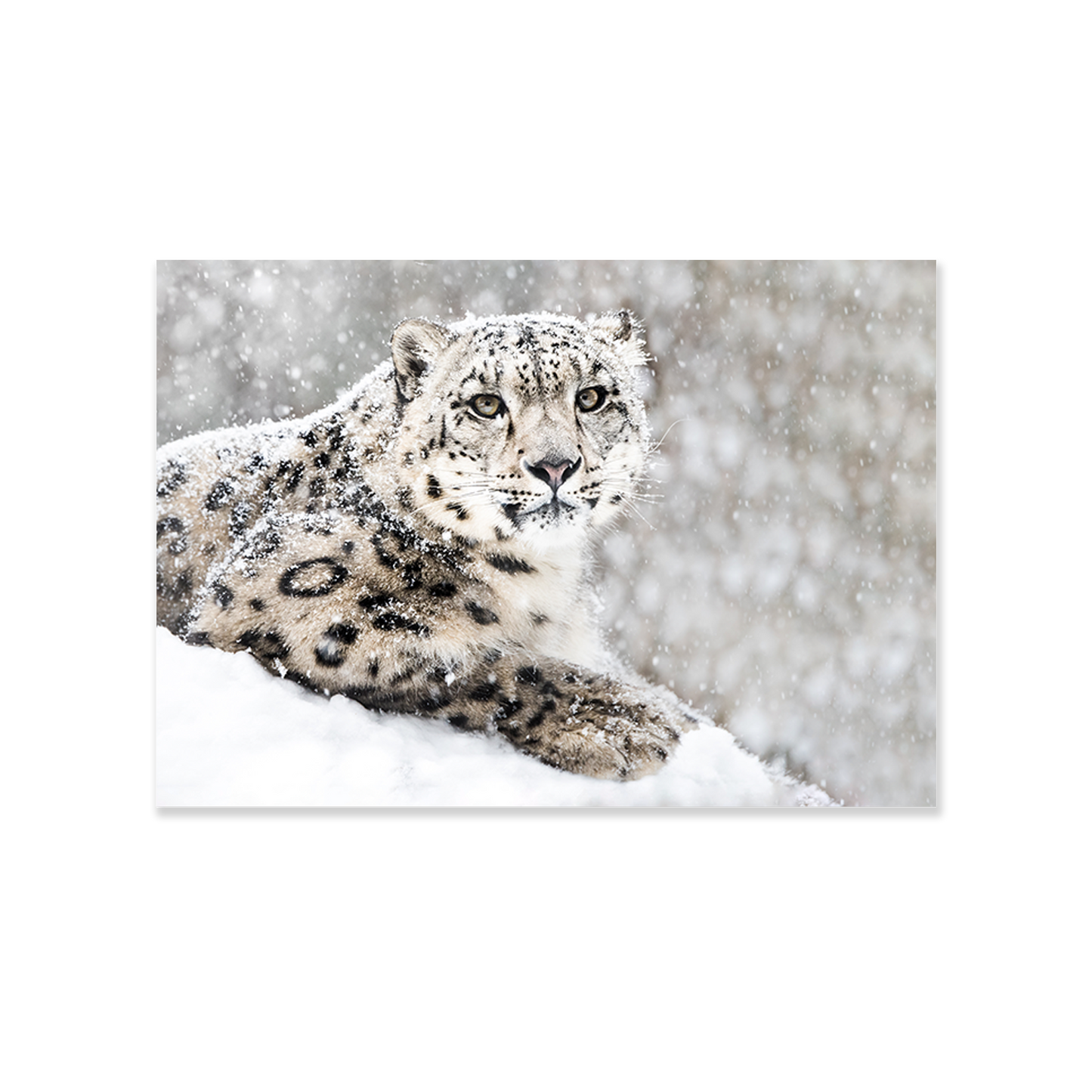Tableau panthère des neiges