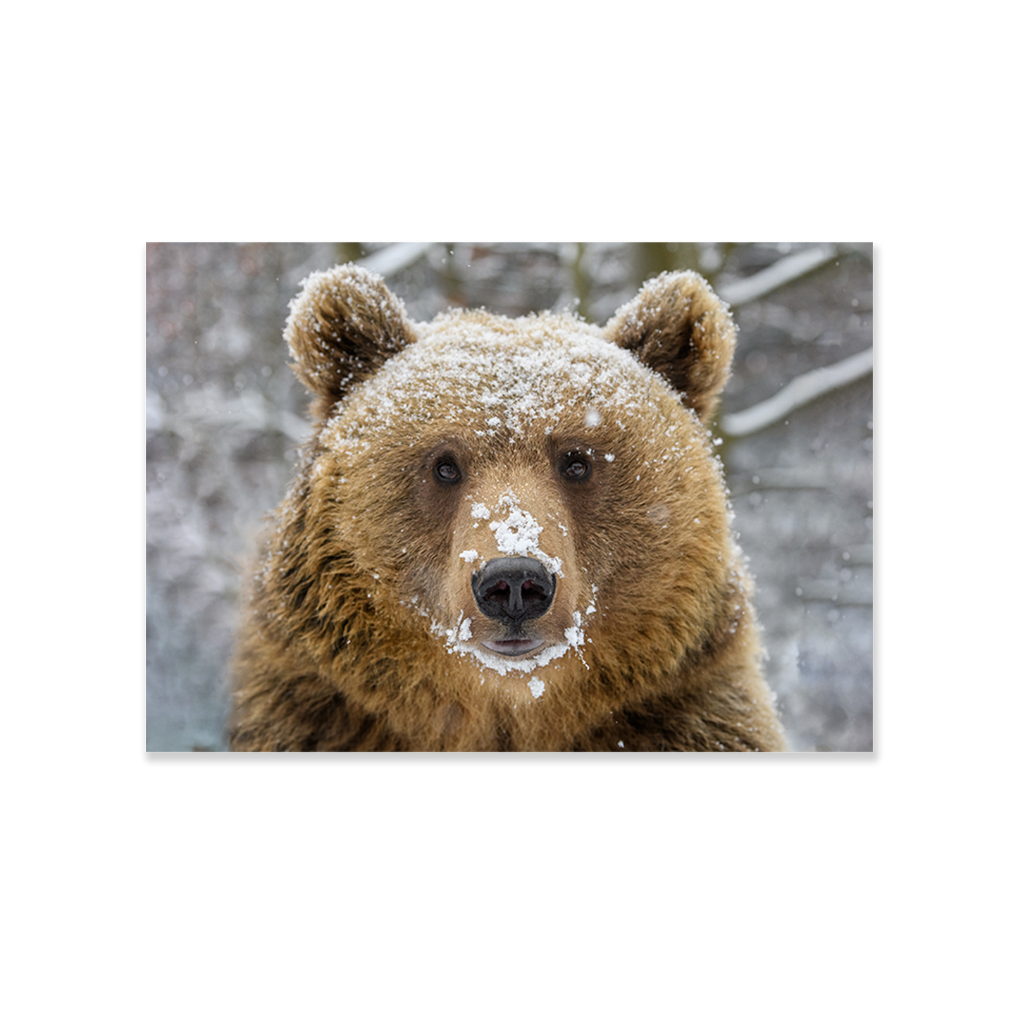 Tableau Ours